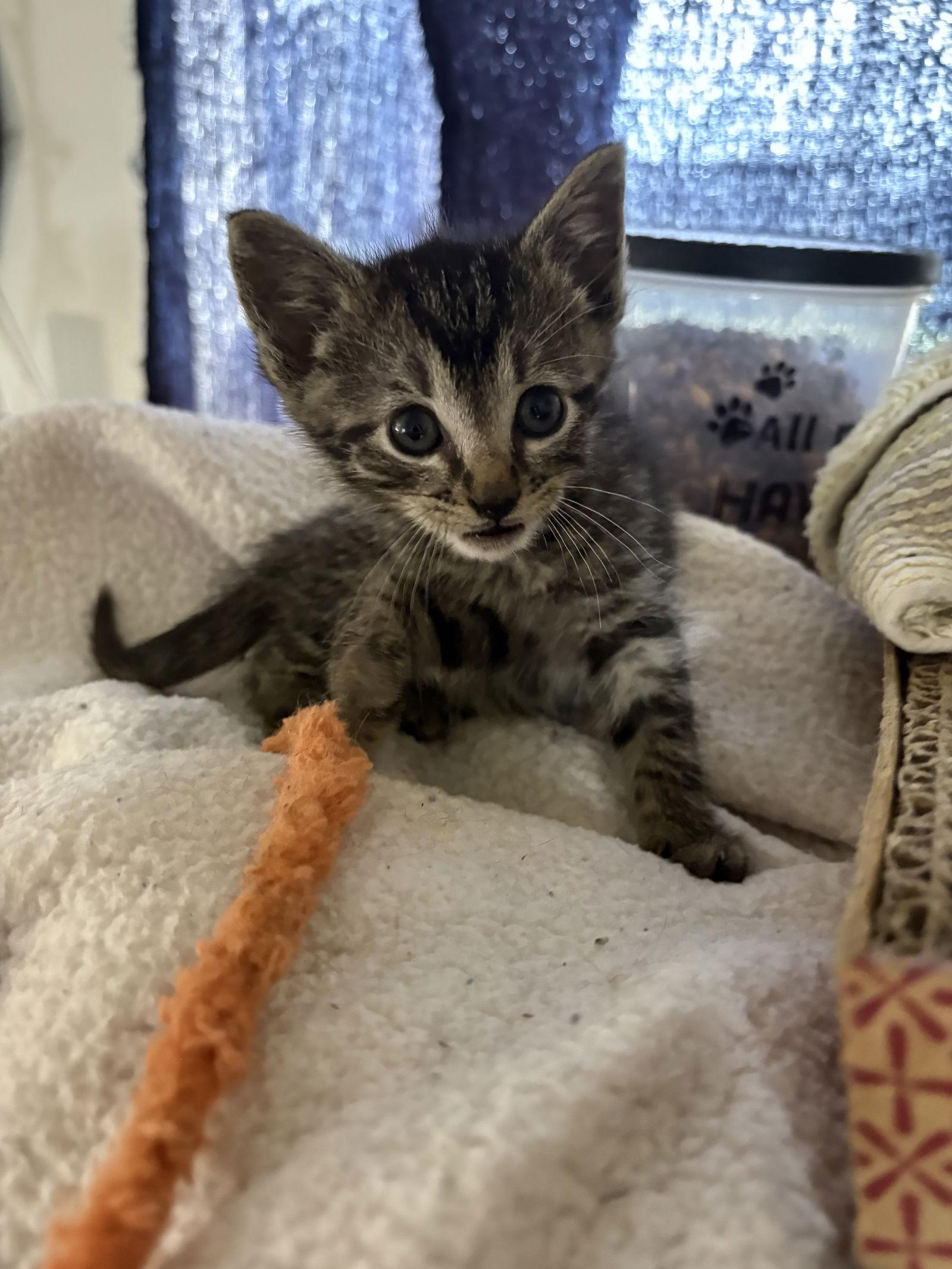 Amelia ( nd), Adoptable, Kitten Female Domestic Short Hair.