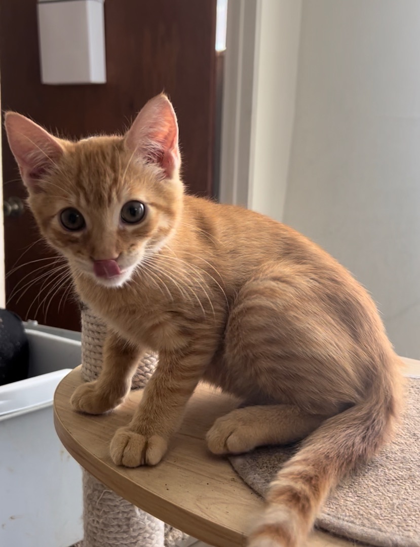 Enlarge Cypress , a Adoptable mixed breed in Crockett, CA image 1/5