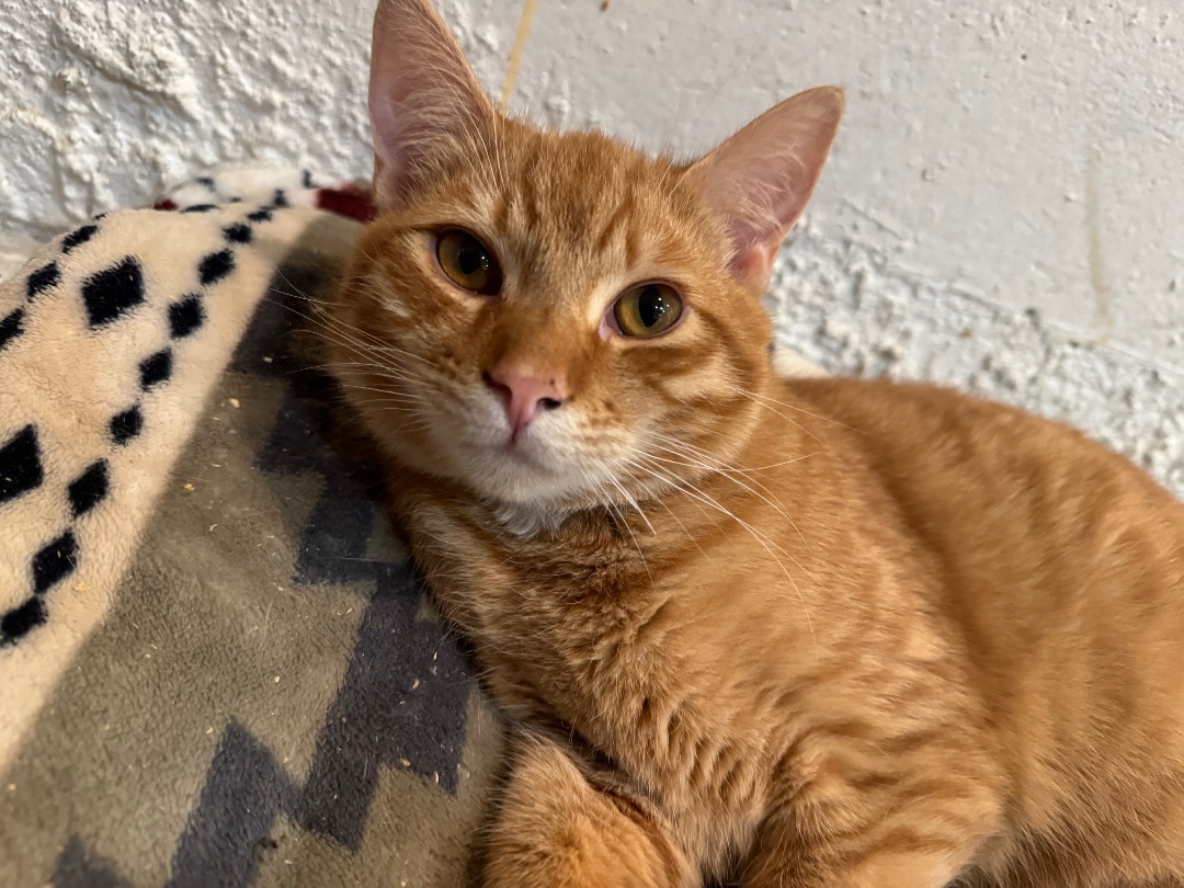 Enlarge Cypress , a Adoptable mixed breed in Crockett, CA image 2/5