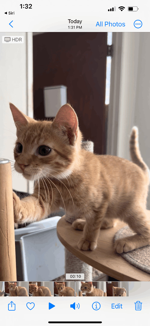 Enlarge Cypress , a Adoptable mixed breed in Crockett, CA image 3/5