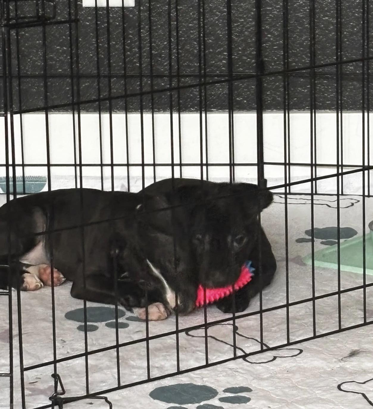 Enlarge Merry, a ADOPTABLE mixed breed in Parker, CO image 2/2