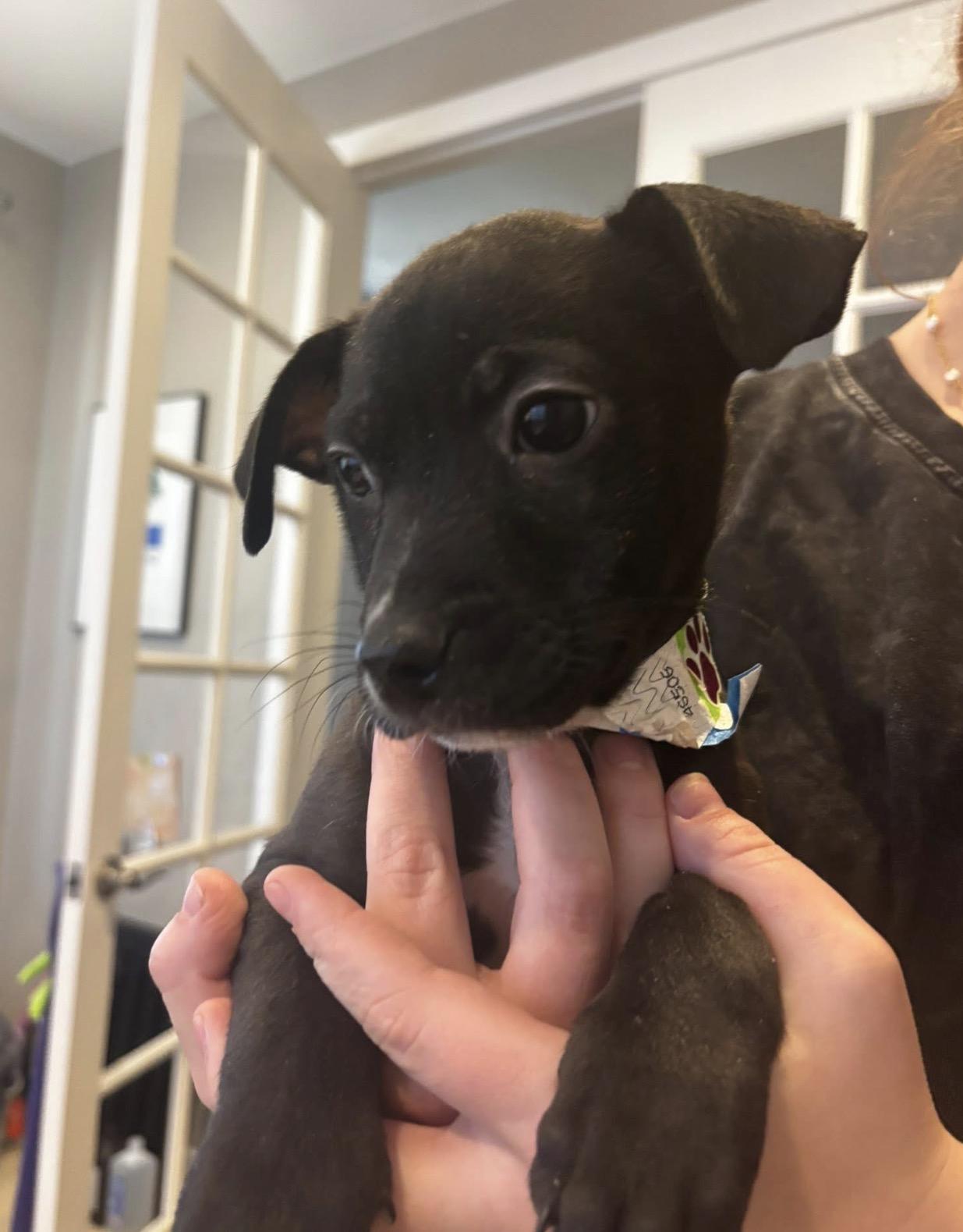 Enlarge Merry, a ADOPTABLE mixed breed in Parker, CO image 1/2