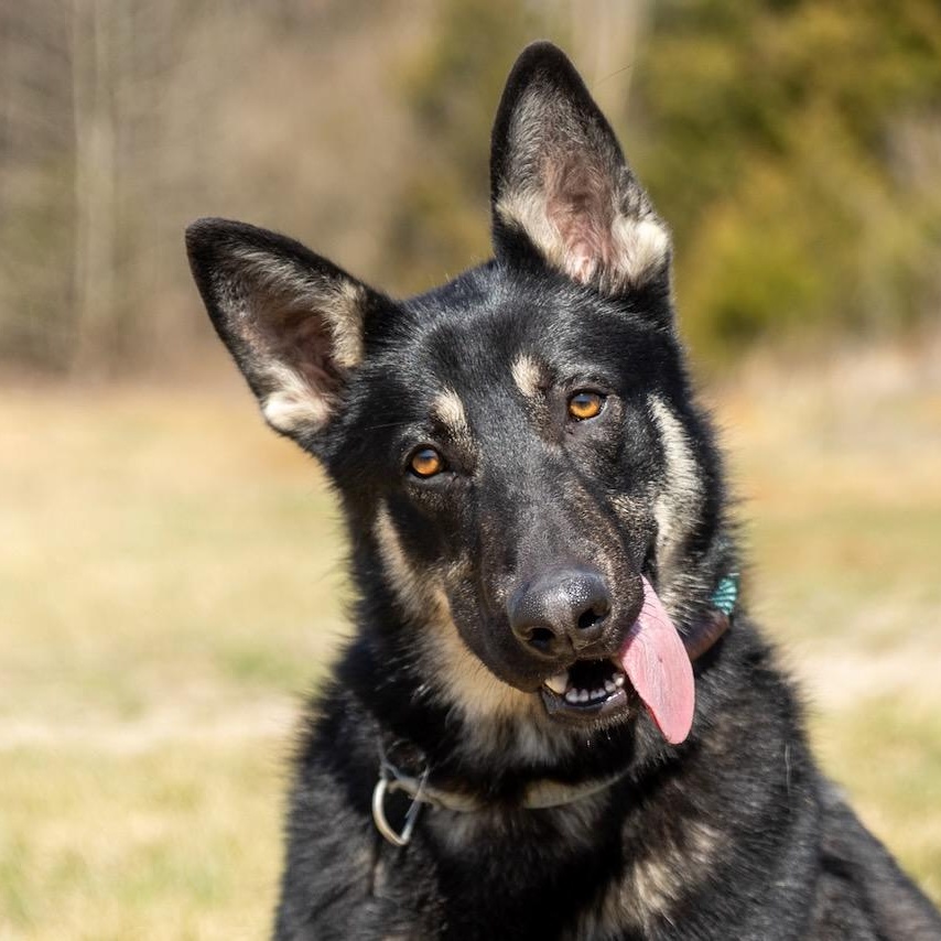 Skipper, an adopted German Shepherd Dog in Lebanon, TN image 4/6