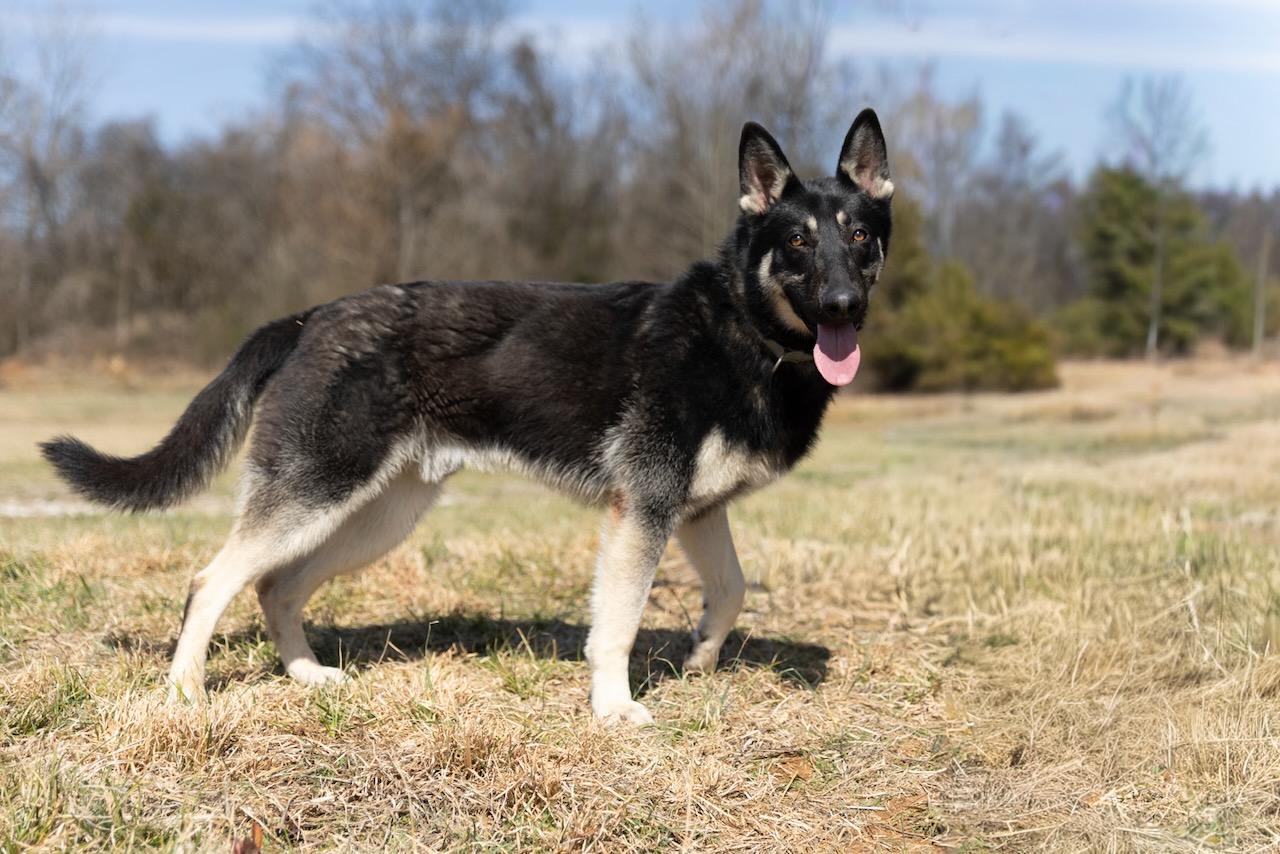 Skipper, an adopted German Shepherd Dog in Lebanon, TN image 2/6