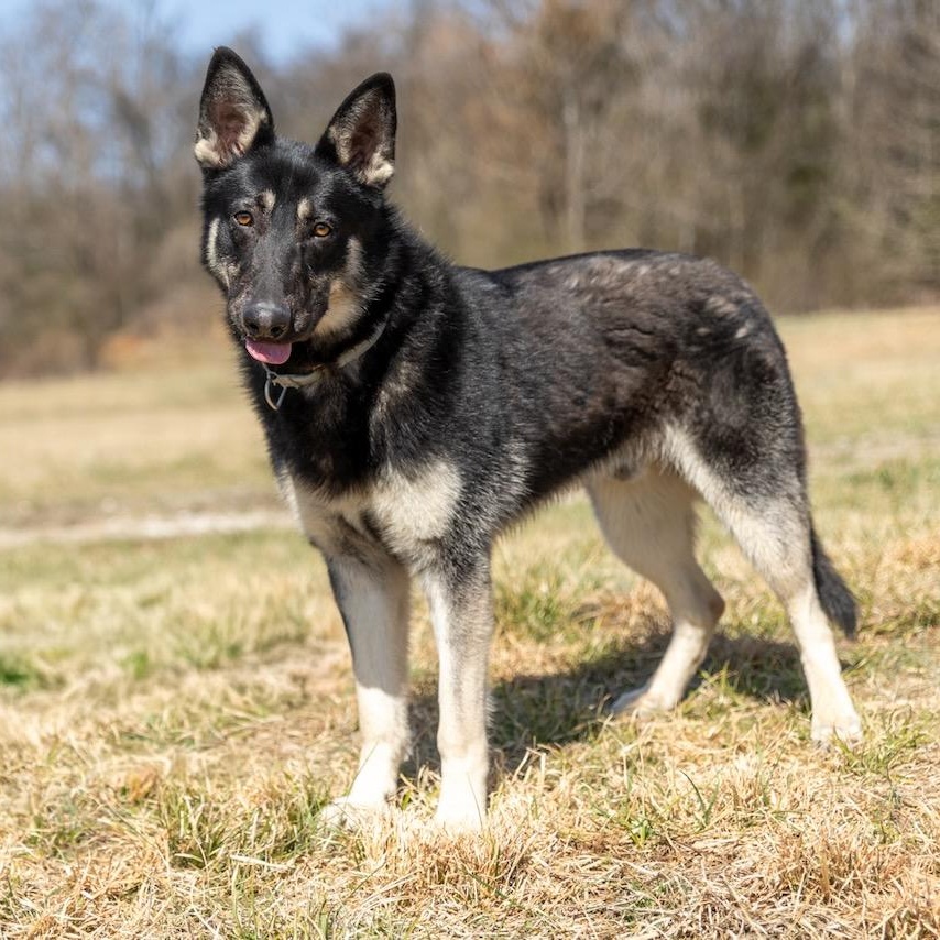 Skipper, an adopted German Shepherd Dog in Lebanon, TN image 3/6