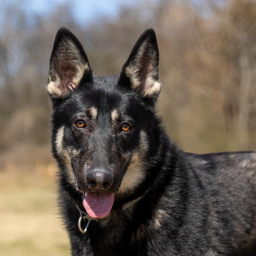 Skipper, adopted, Young Male German Shepherd Dog.