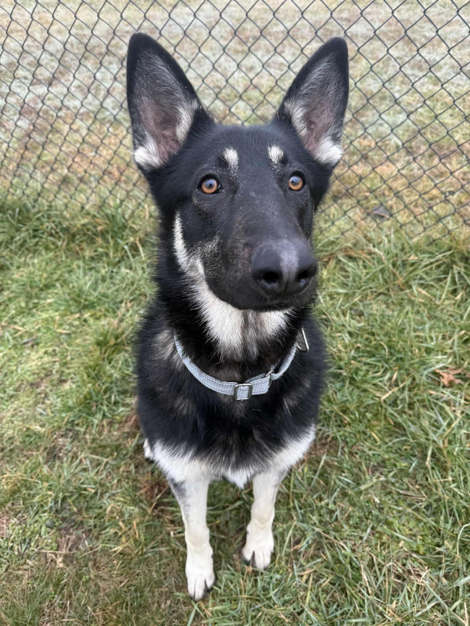 Skipper, an adopted German Shepherd Dog in Lebanon, TN image 6/6