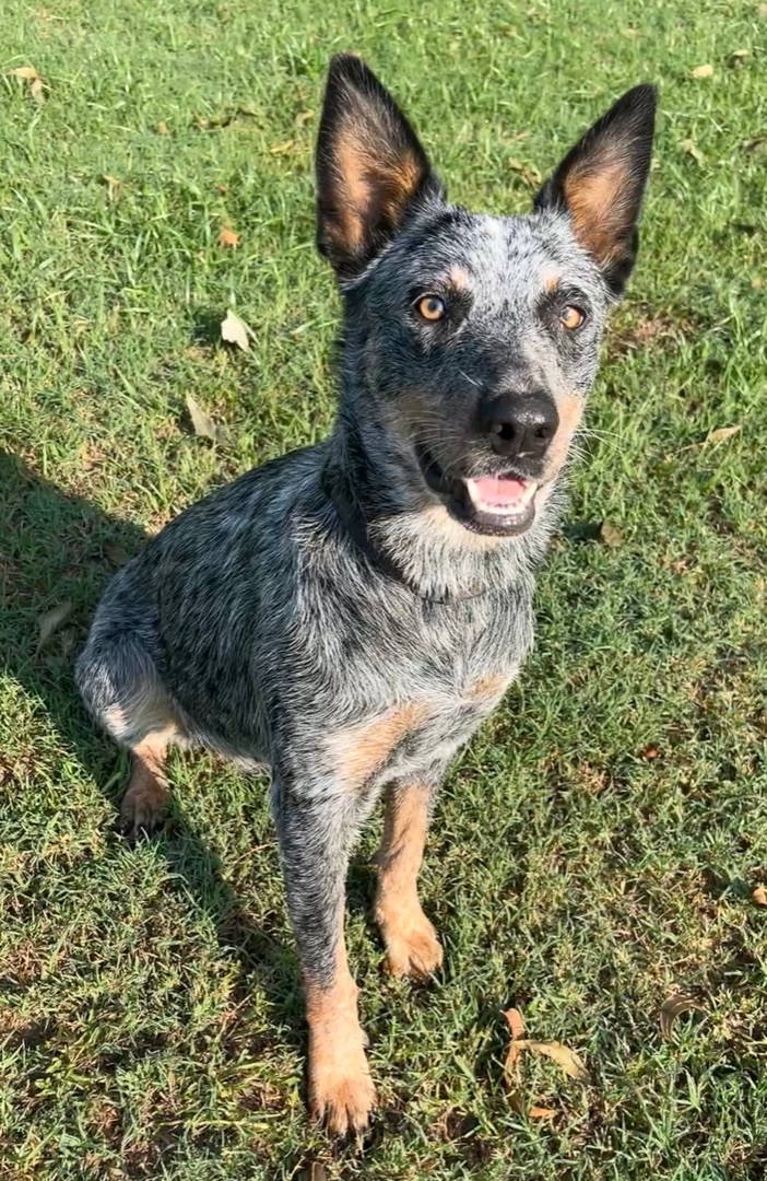 Enlarge Lucy, a Adopted Australian Cattle Dog / Blue Heeler in Waller, TX image 1/4