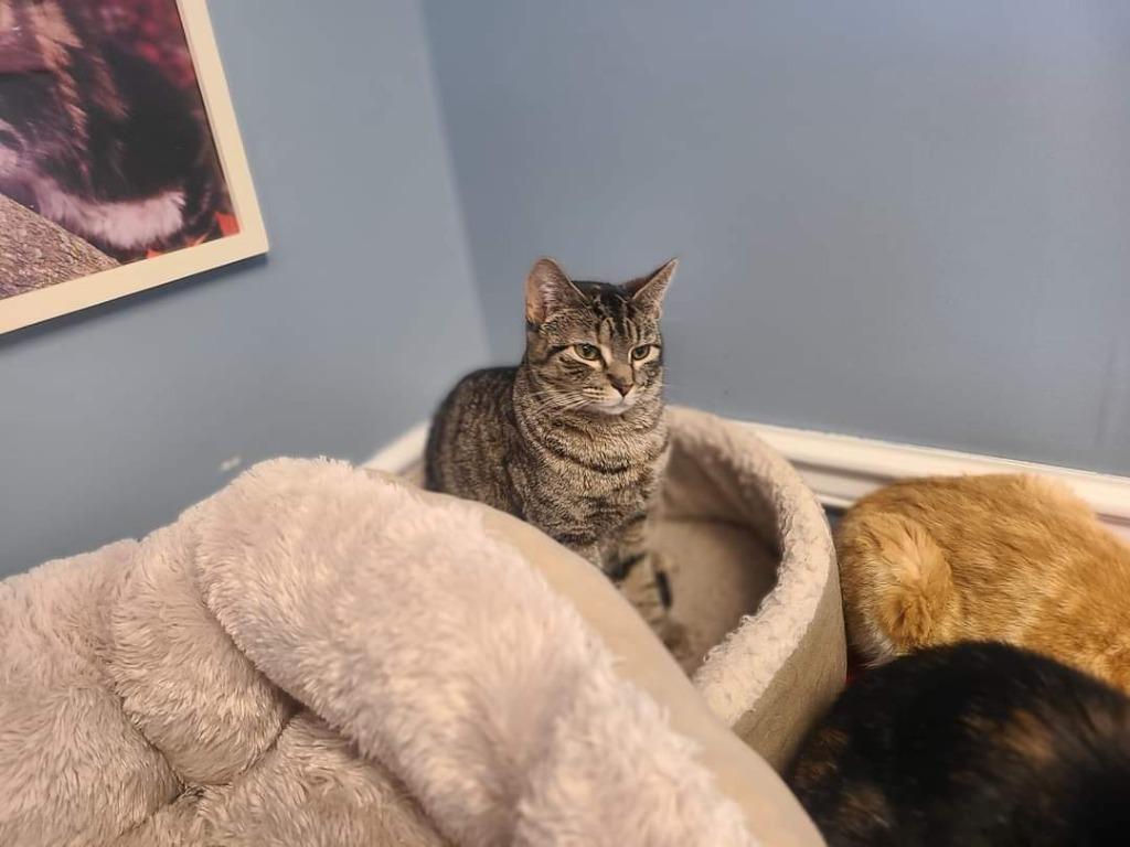 Enlarge Muffin, a Adoptable mixed breed in LIberty, NY image 2/5