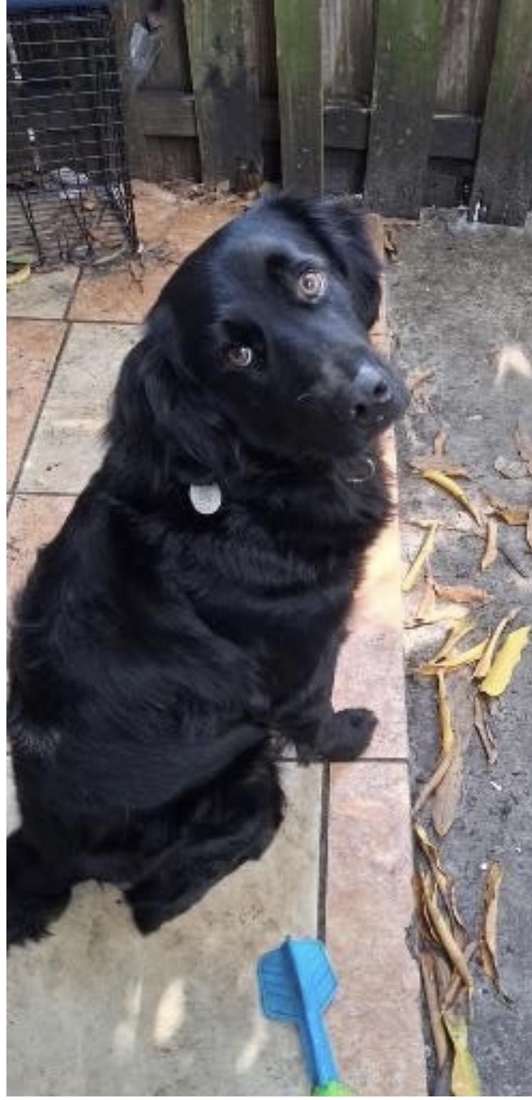 Enlarge Blackie, a Adoptable mixed breed in Davie, FL image 1/4