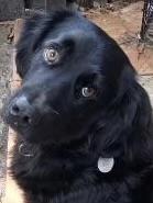 Enlarge Blackie, a Adoptable mixed breed in Davie, FL image 4/4