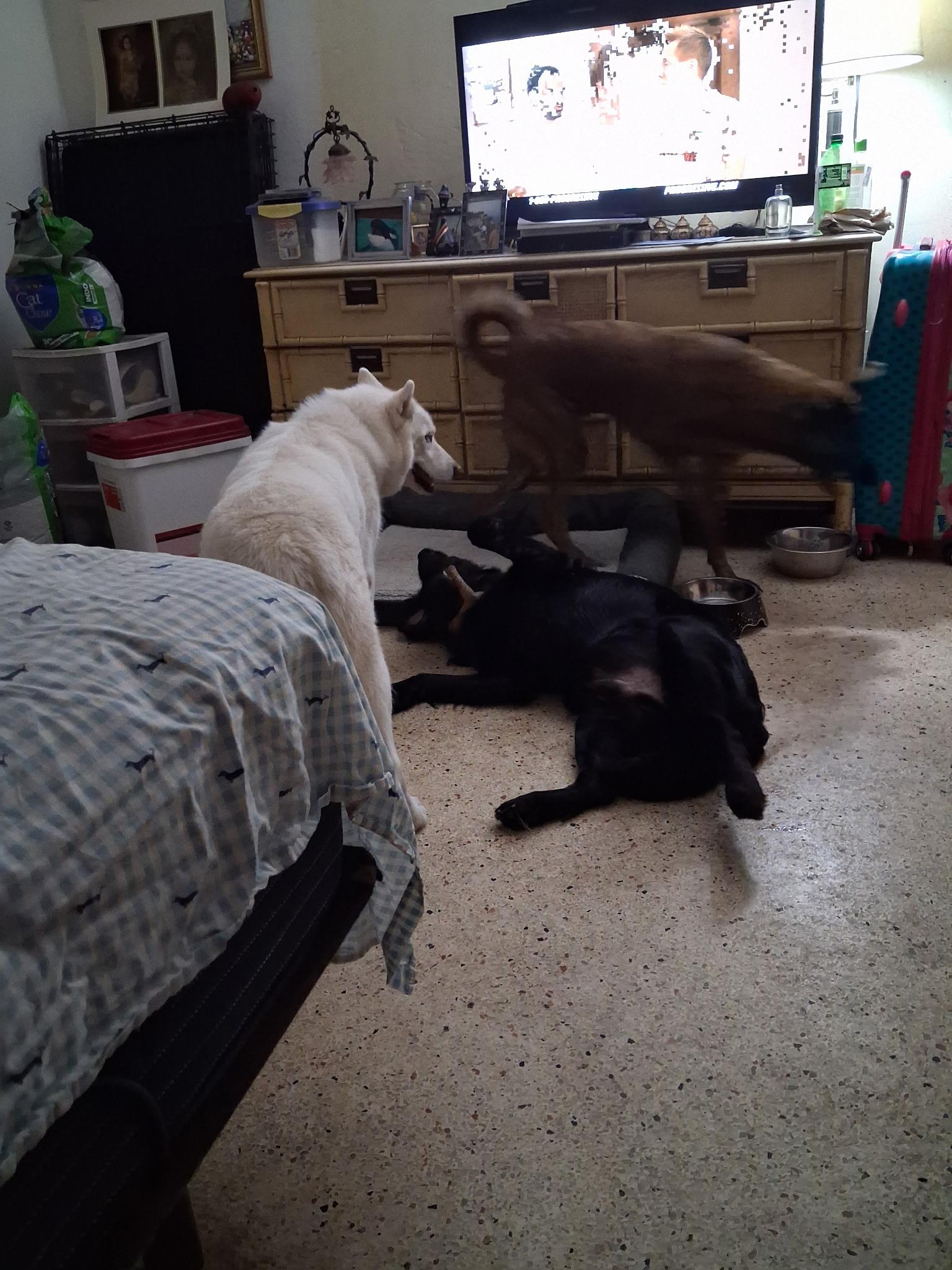 Enlarge Blackie, a Adoptable mixed breed in Davie, FL image 2/4