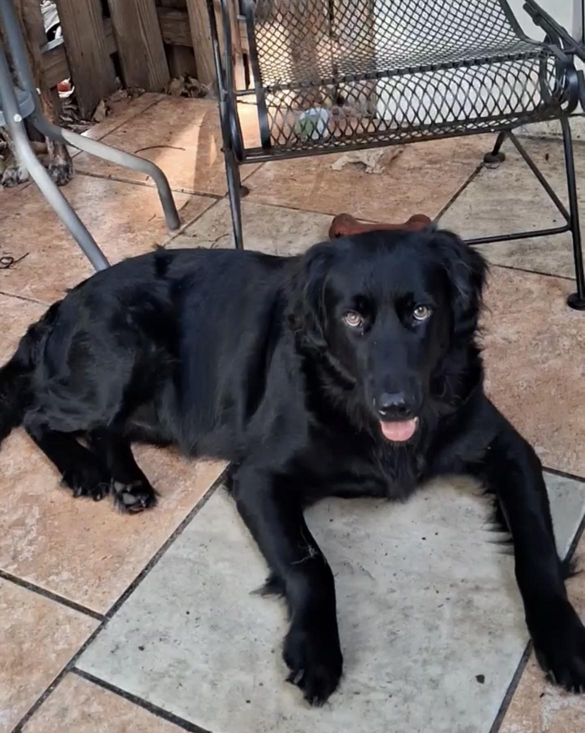 Enlarge Blackie, a Adoptable mixed breed in Davie, FL image 3/4