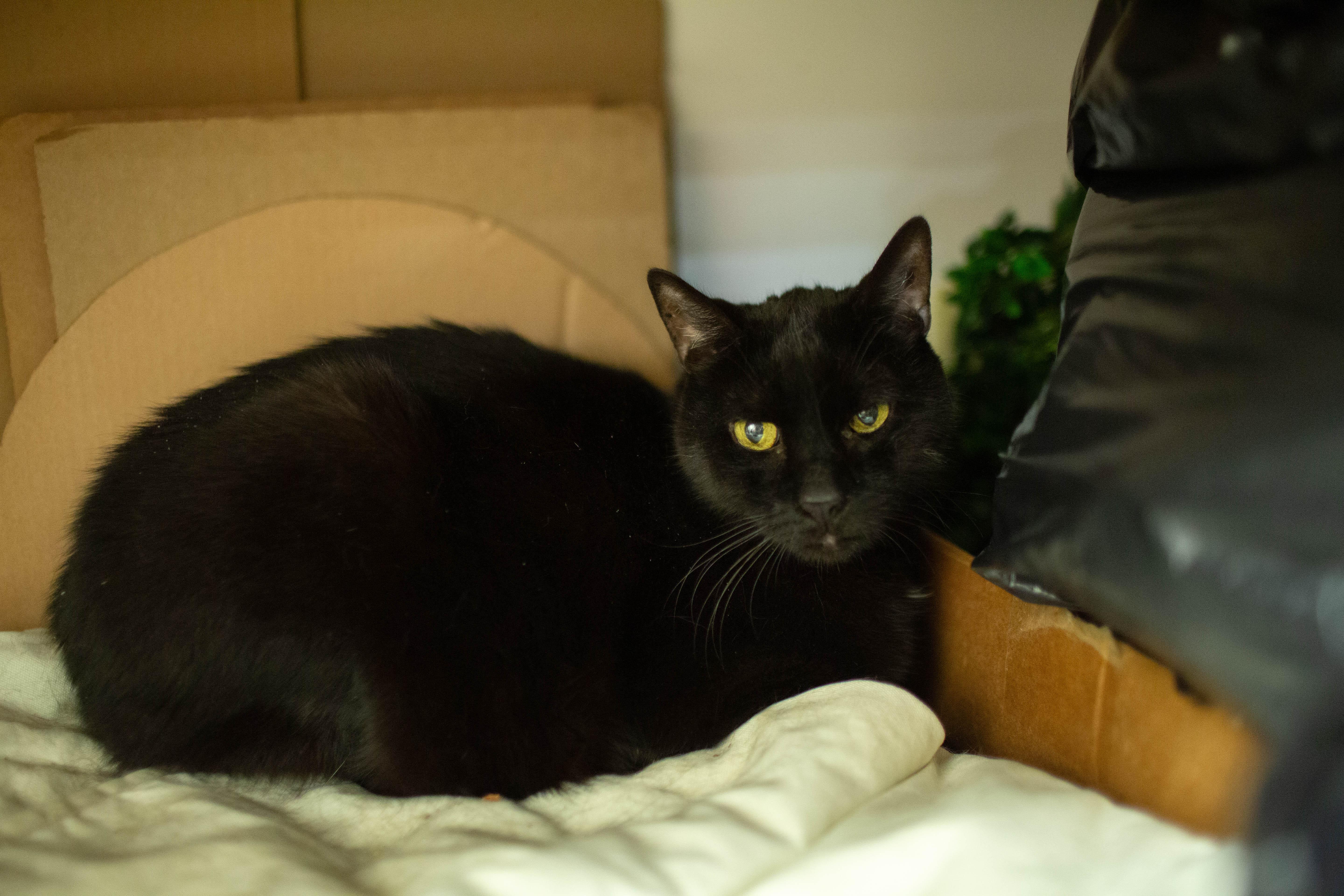 Enlarge Abbot, a ADOPTABLE Domestic Short Hair in Kennebunk , ME image 2/3