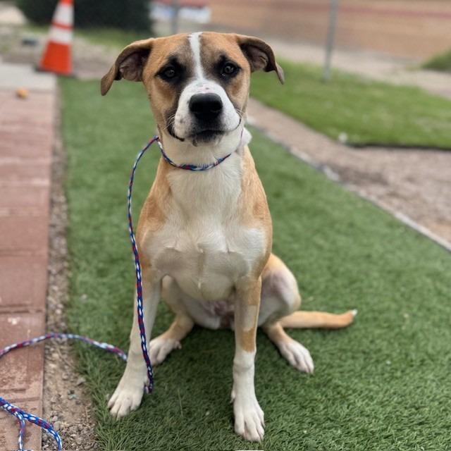 Fable, Adoptable, Young Female Shepherd.