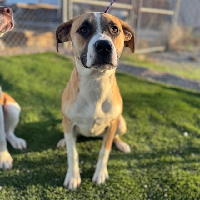 Enlarge Fable, a Adoptable mixed breed in Bullhead City, AZ image 1/3
