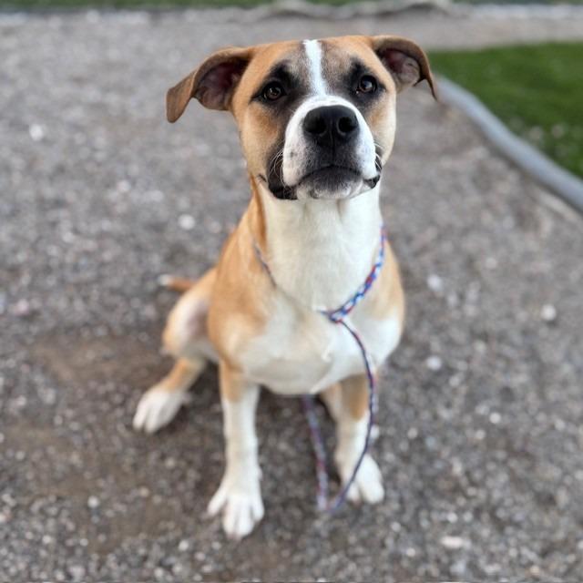 Enlarge Fable, a Adoptable mixed breed in Bullhead City, AZ image 2/3