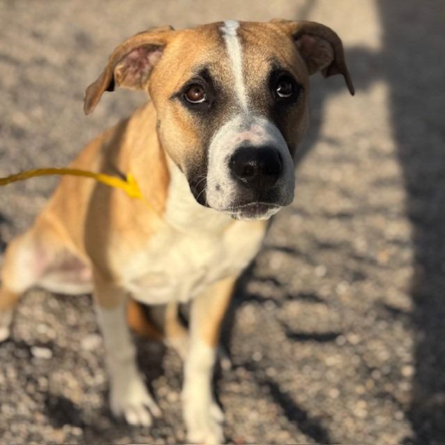 Enlarge Fable, a Adoptable mixed breed in Bullhead City, AZ image 3/3