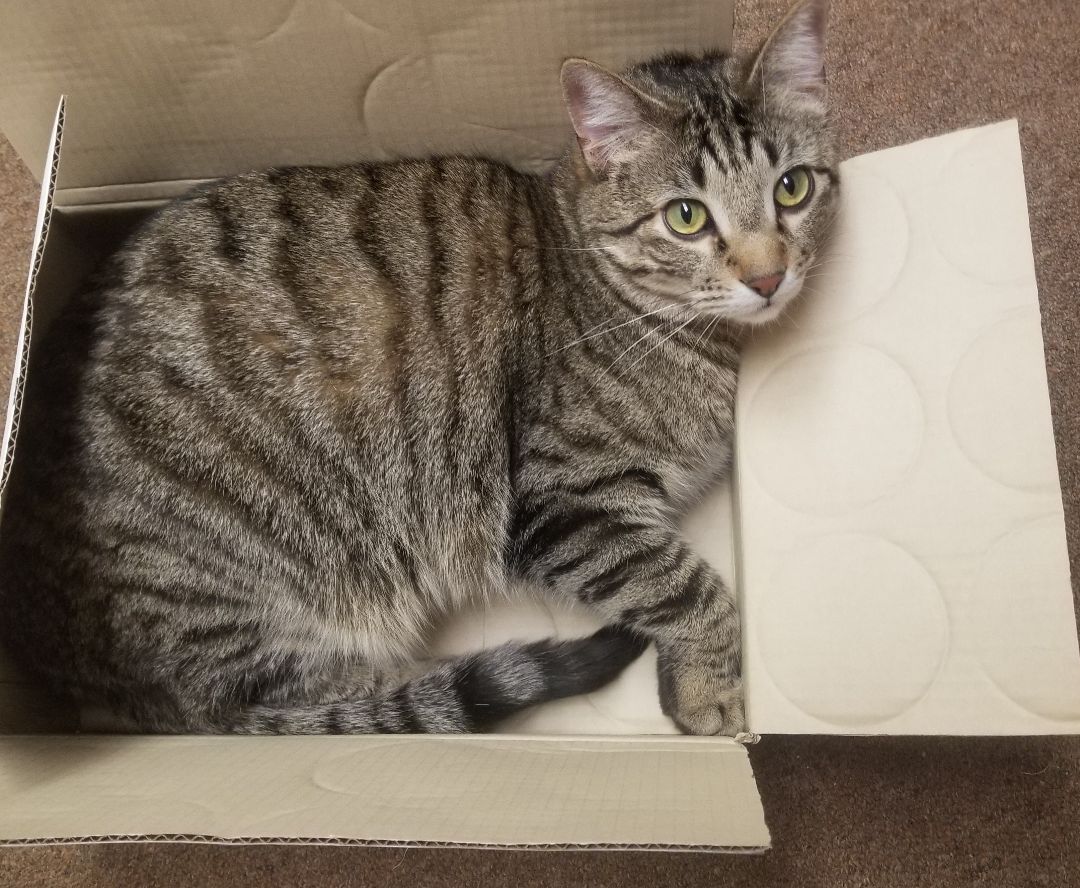 Tuhma, a Adoptable mixed breed in Albuquerque, NM image 4/7