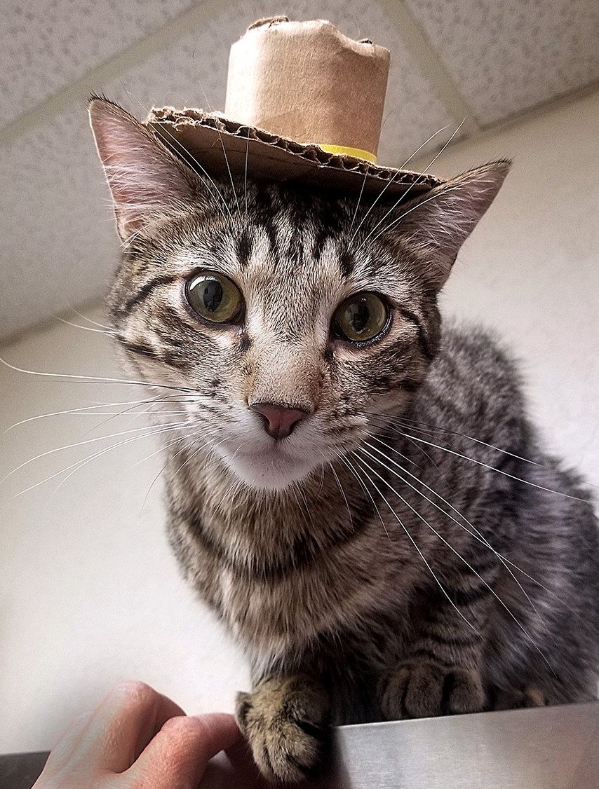 Tuhma, a Adoptable mixed breed in Albuquerque, NM image 6/7