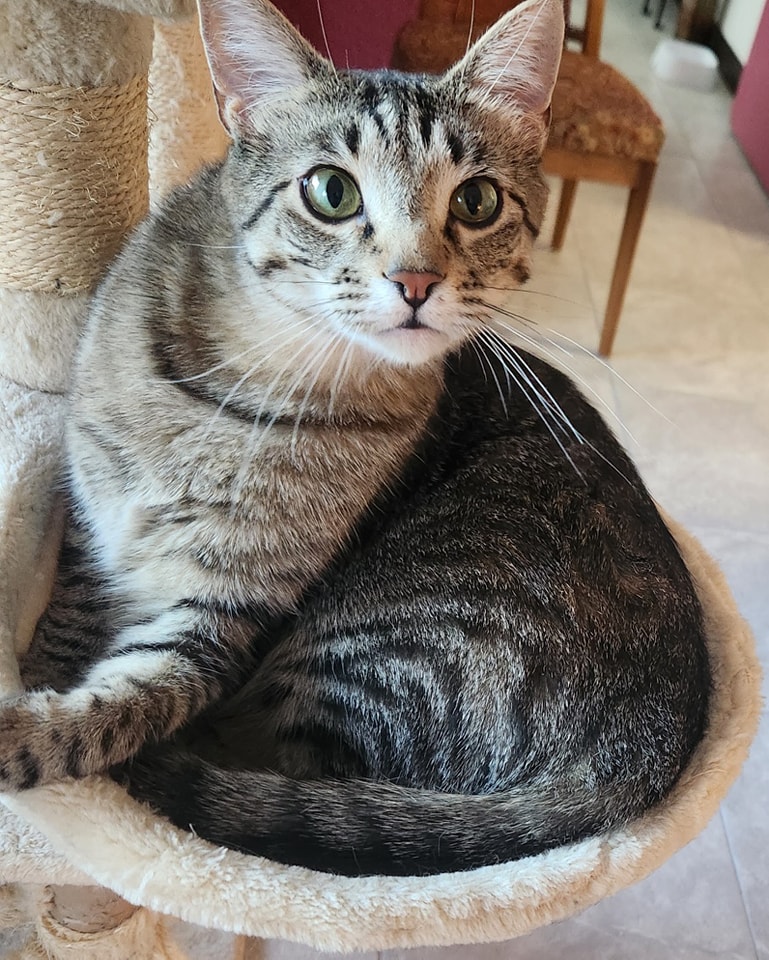 Enlarge Tuhma, a Adoptable mixed breed in Albuquerque, NM image 7/7