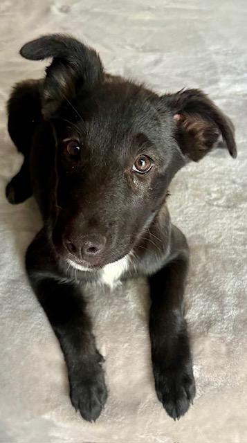 Tahoka, Young Female Labrador Retriever