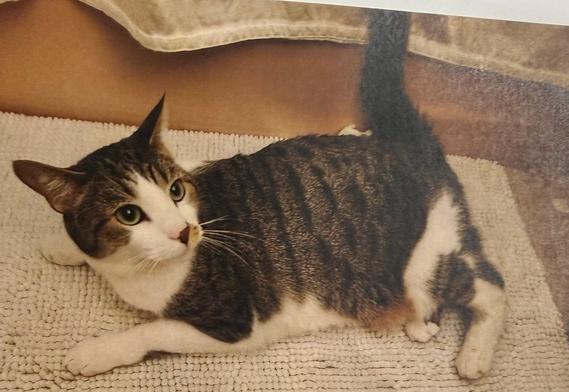 Enlarge Lucy, a Adoptable Domestic Short Hair in Safety Harbor, FL image 1/2