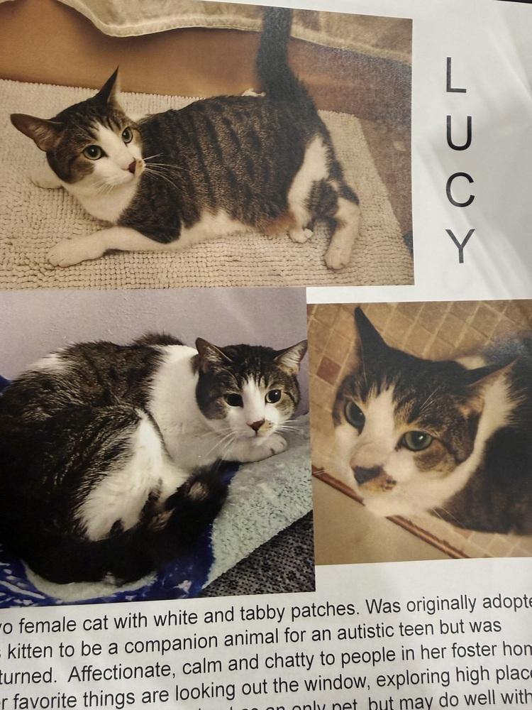 Lucy, Adoptable, Adult Female Domestic Short Hair.