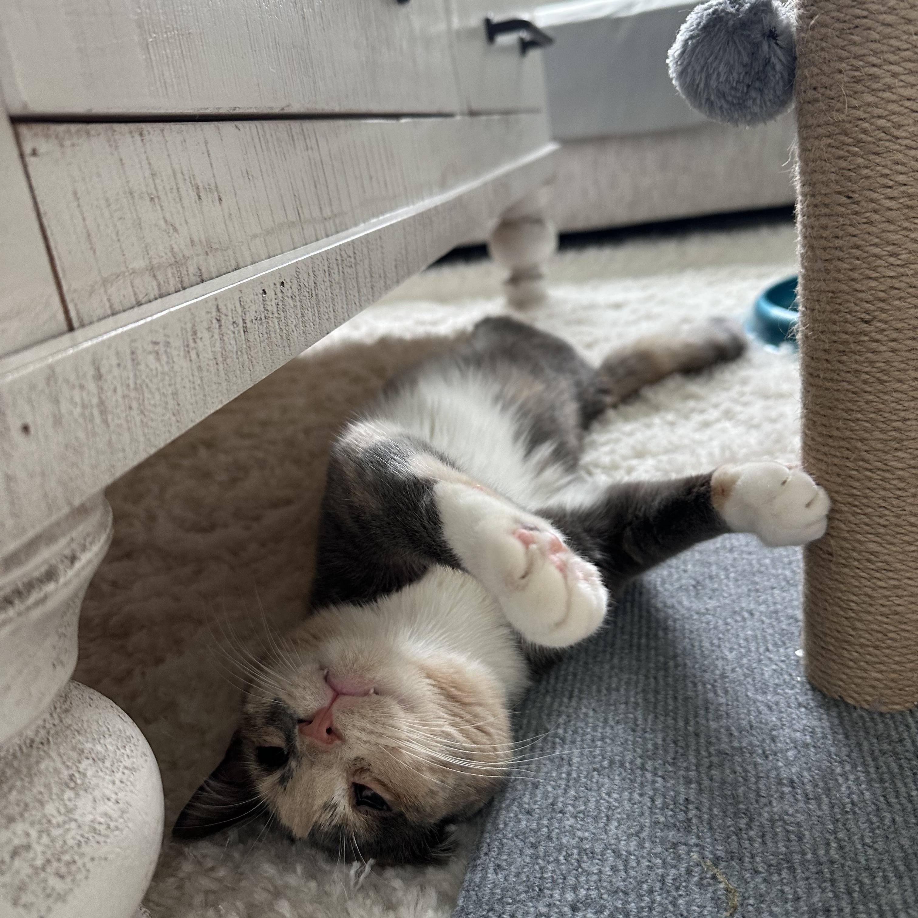 Sage, a Adoptable Domestic Short Hair in Downers Grove, IL image 4/6