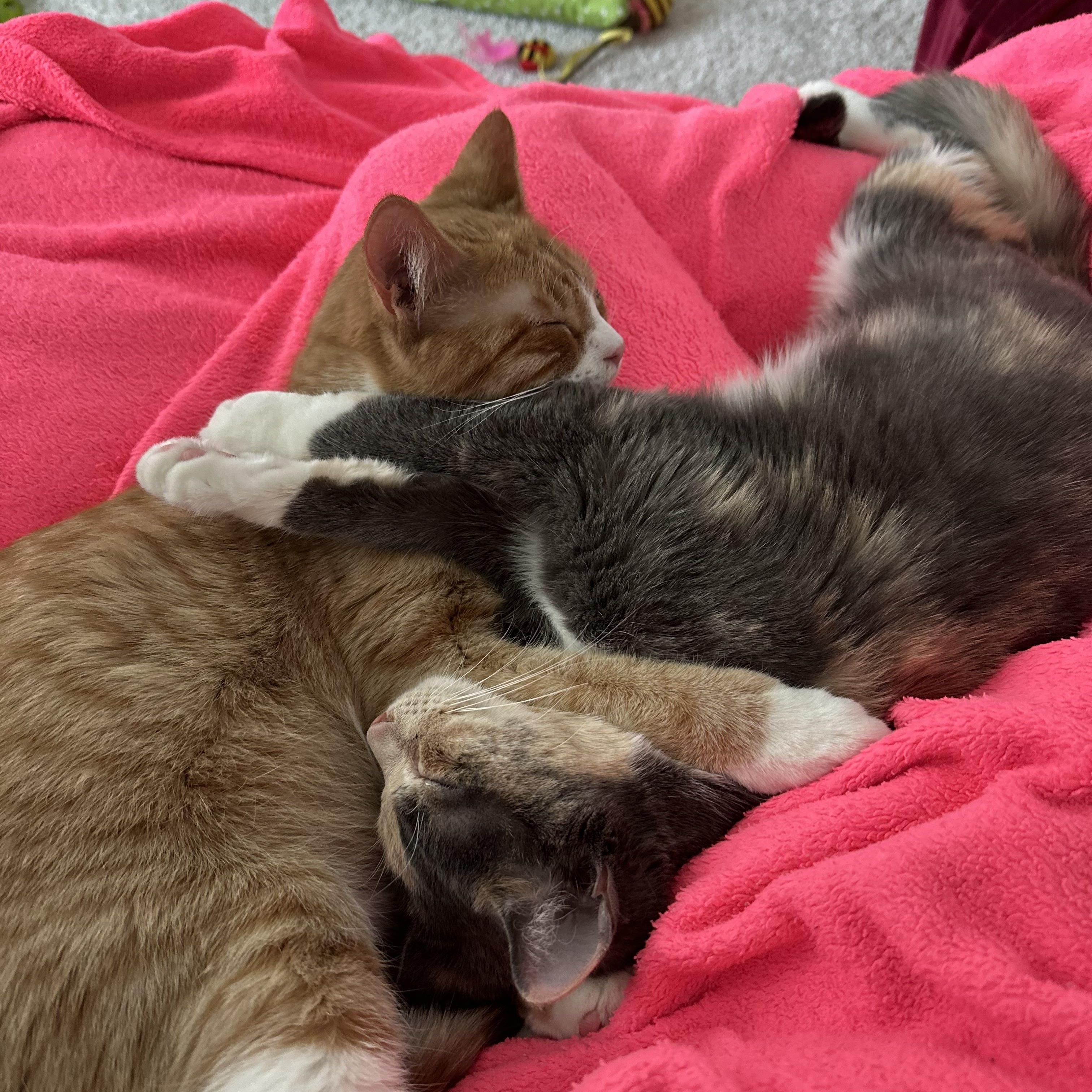 Sage, a Adoptable Domestic Short Hair in Downers Grove, IL image 2/6