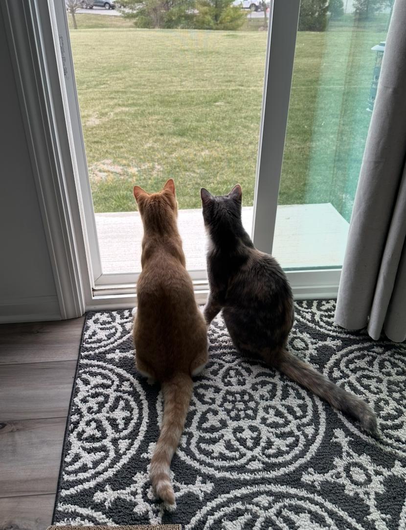 Sage, a Adoptable Domestic Short Hair in Downers Grove, IL image 3/6