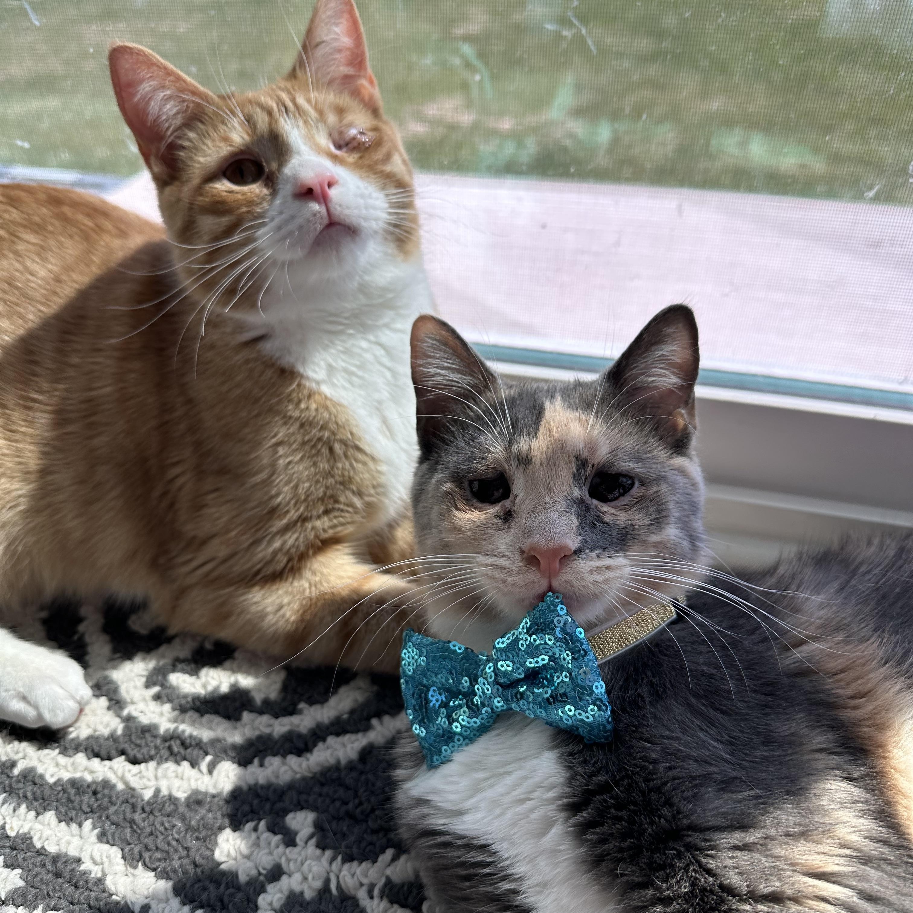 Sage, a Adoptable Domestic Short Hair in Downers Grove, IL image 5/6