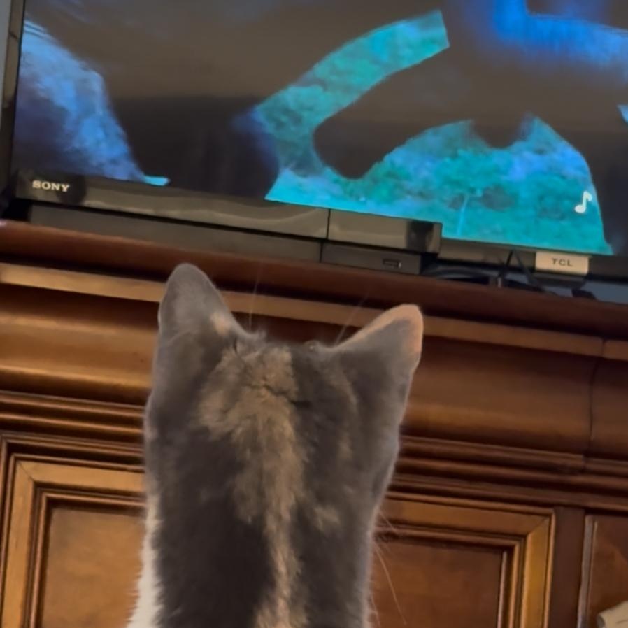 Sage, a Adoptable Domestic Short Hair in Downers Grove, IL image 6/6