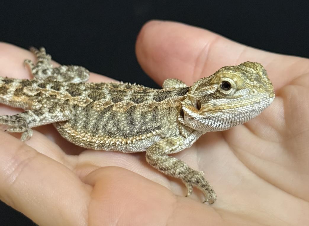 Enlarge Pilot, a Adopted Bearded Dragon in JACKSON, NJ image 1/4