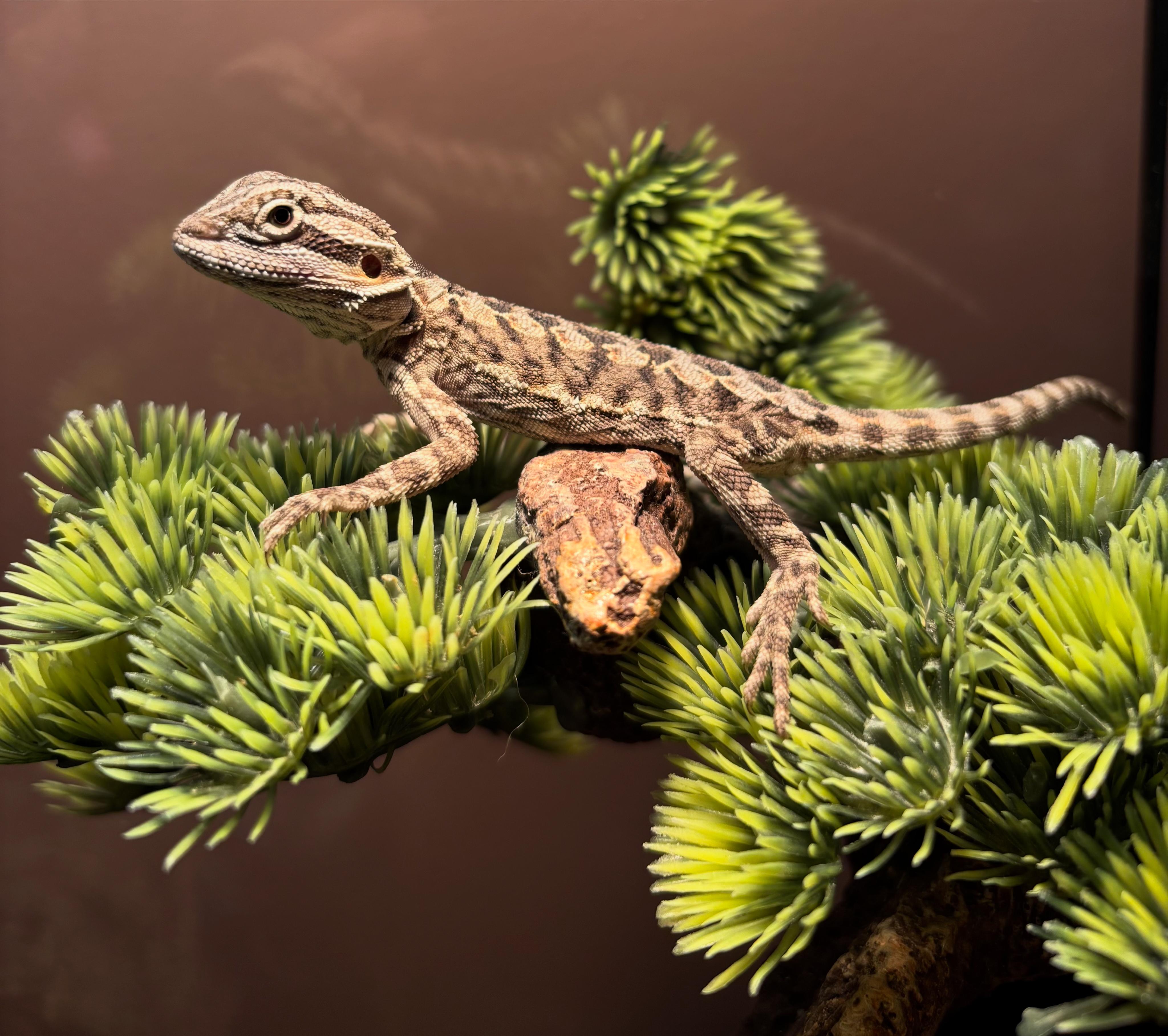 Enlarge Pilot, a Adopted Bearded Dragon in JACKSON, NJ image 2/4