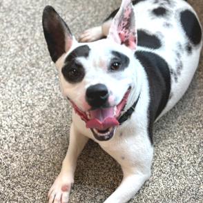 Oreo, Adoptable, Adult Female Cattle Dog & Mixed Breed.