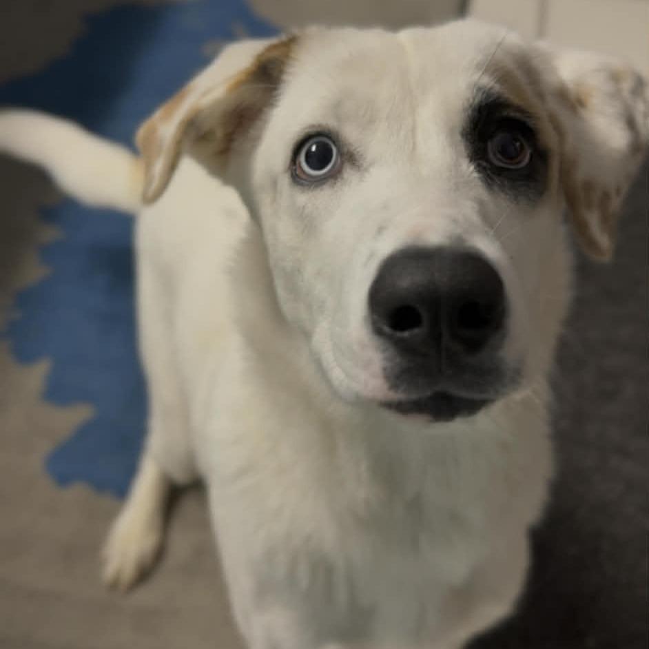 Iris, Adoptable, Young Female Mixed Breed.