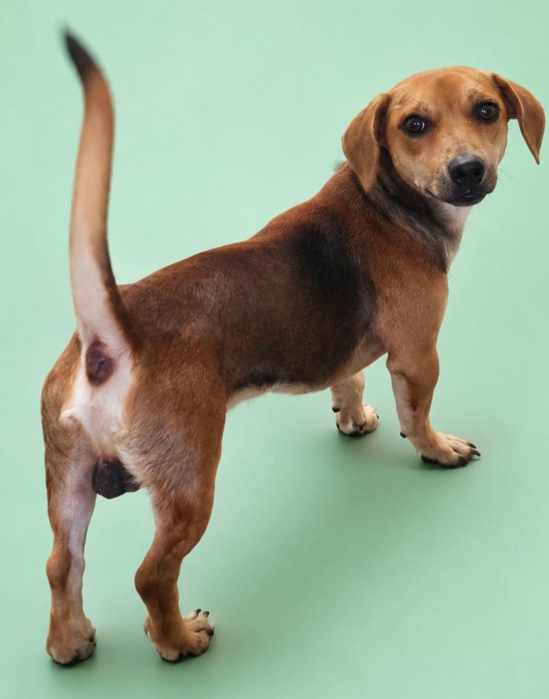 Pauley, Adopted, Adult Male Dachshund.