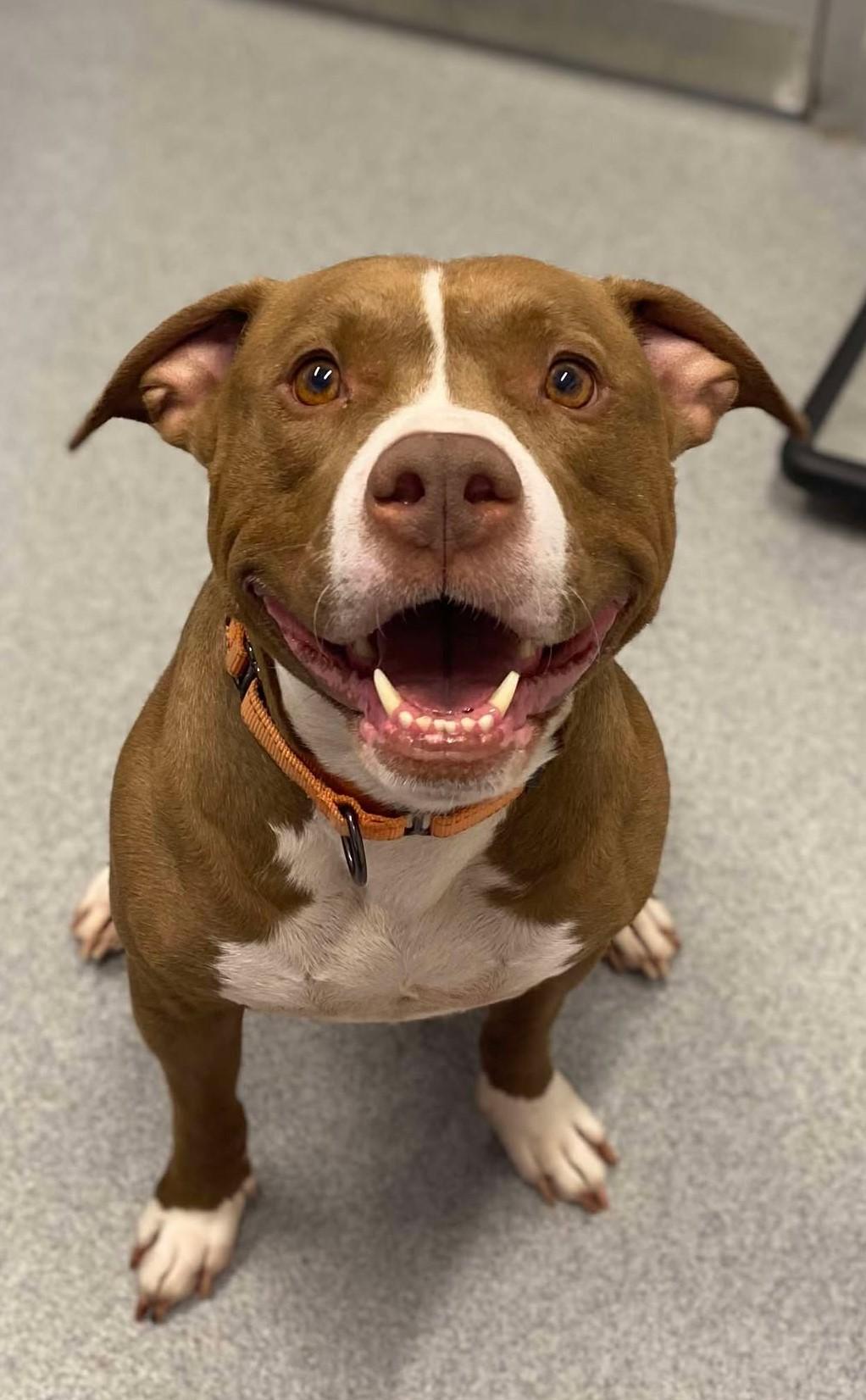 Pumpkin, Adult Male Mixed Breed