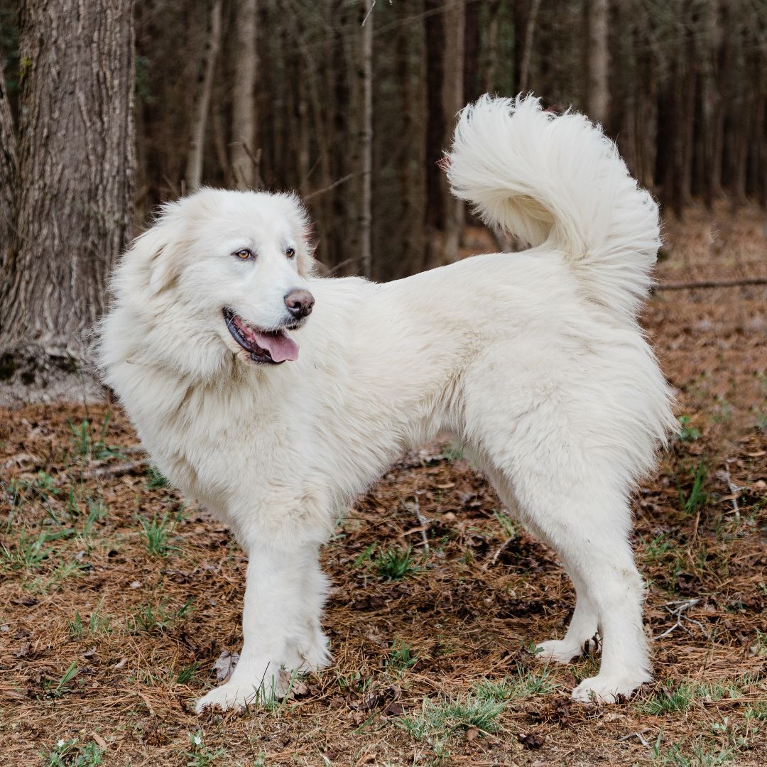 Buttercup, a Adoptable Great Pyrenees in Richmond, VA image 2/6
