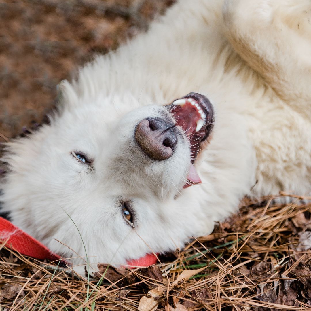 Buttercup, a Adoptable Great Pyrenees in Richmond, VA image 3/6