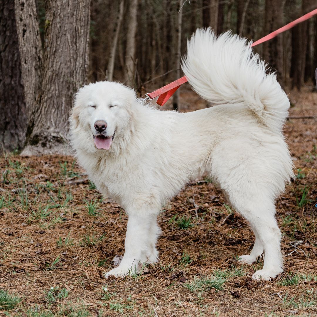 Buttercup, a Adoptable Great Pyrenees in Richmond, VA image 4/6