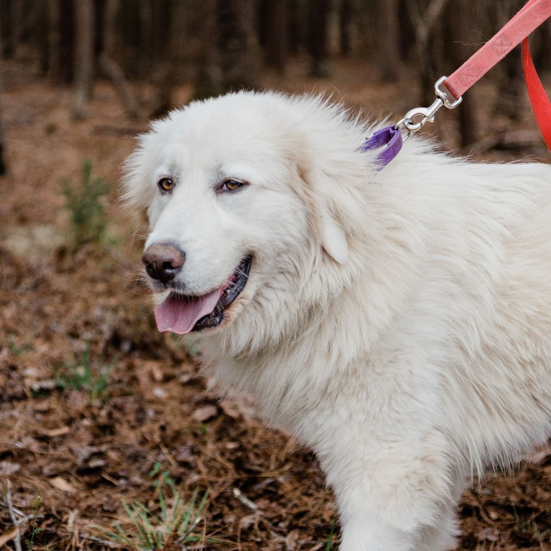 Buttercup, a Adoptable Great Pyrenees in Richmond, VA image 5/6