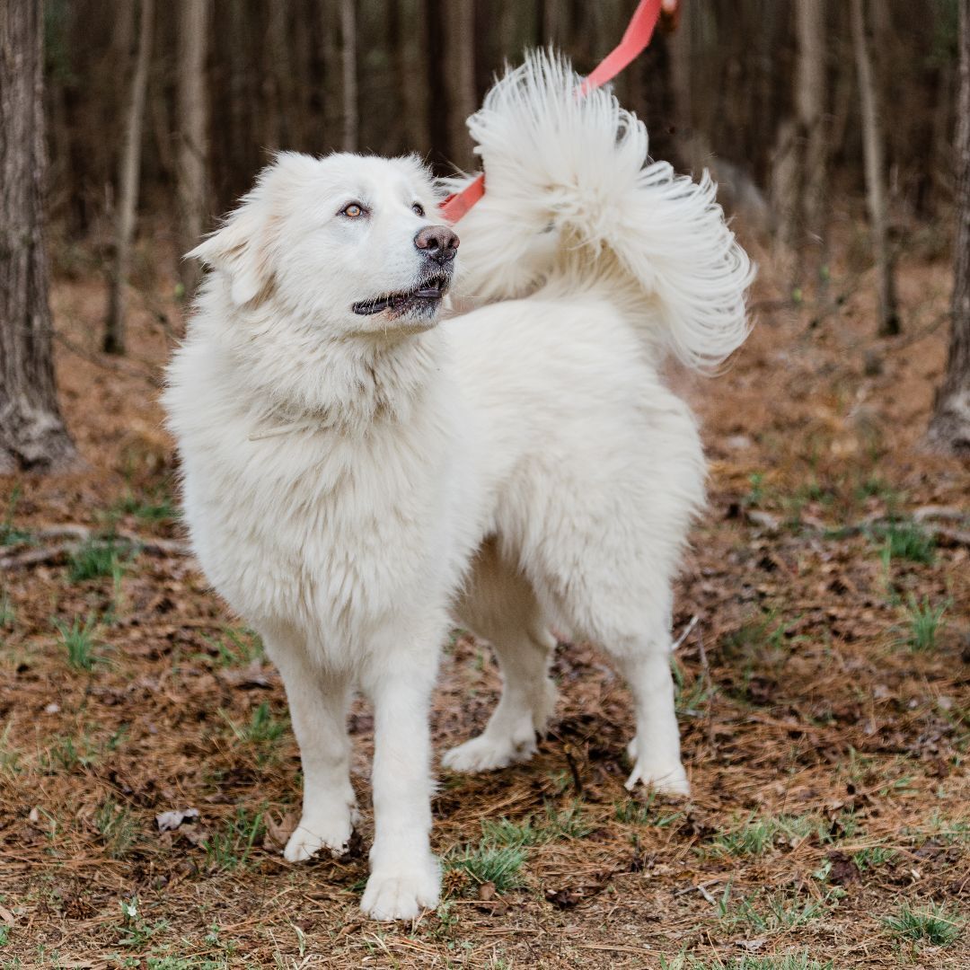 Buttercup, a Adoptable Great Pyrenees in Richmond, VA image 6/6