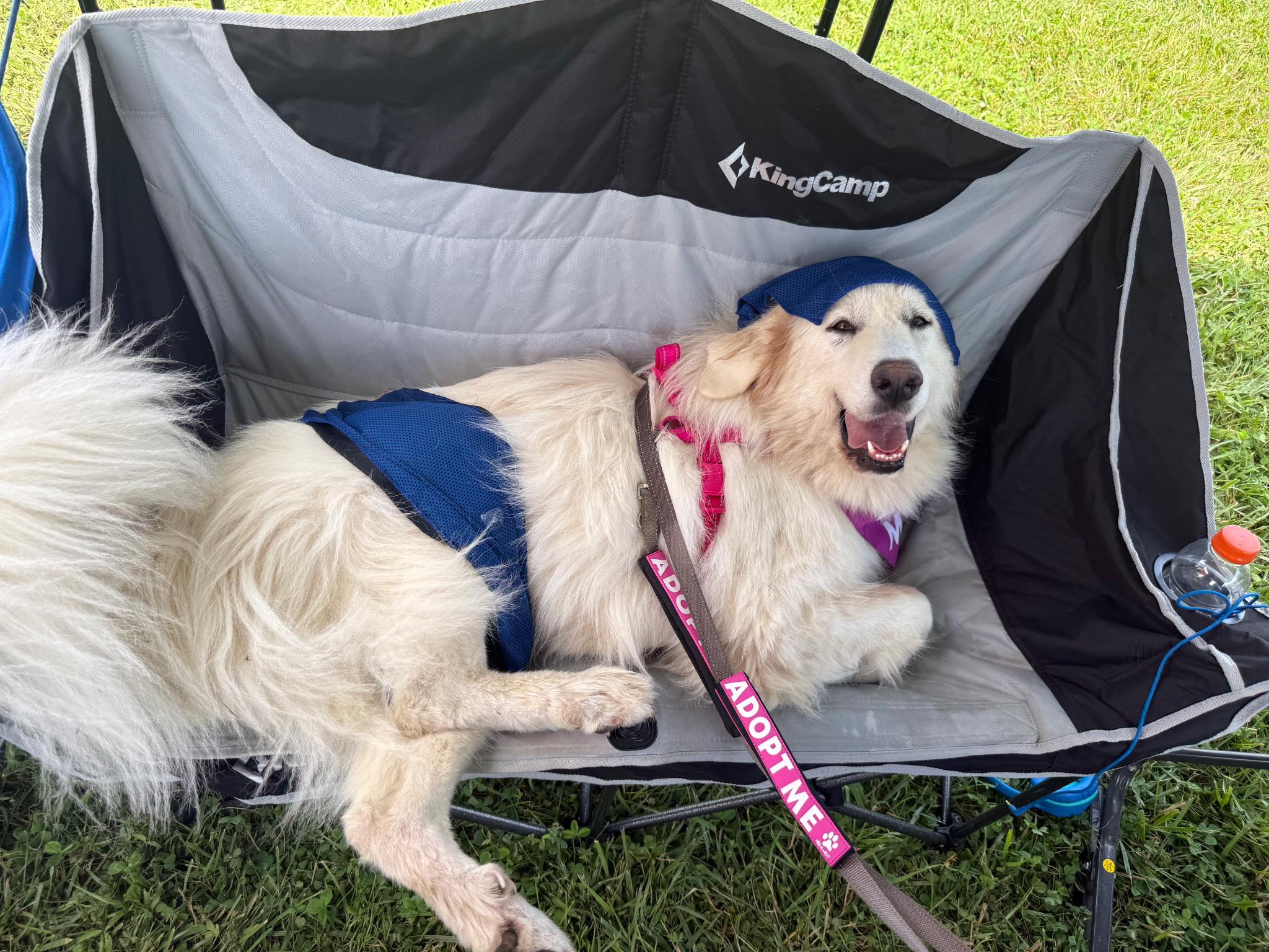 Buttercup, a Adoptable Great Pyrenees in Richmond, VA image 1/6