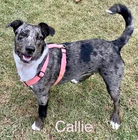 CALLIE, a Adoptable mixed breed in Madisonville, LA image 1/5