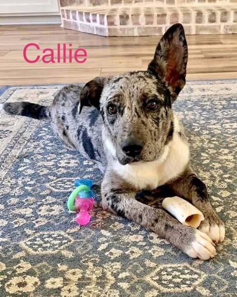 CALLIE, a Adoptable mixed breed in Madisonville, LA image 3/5
