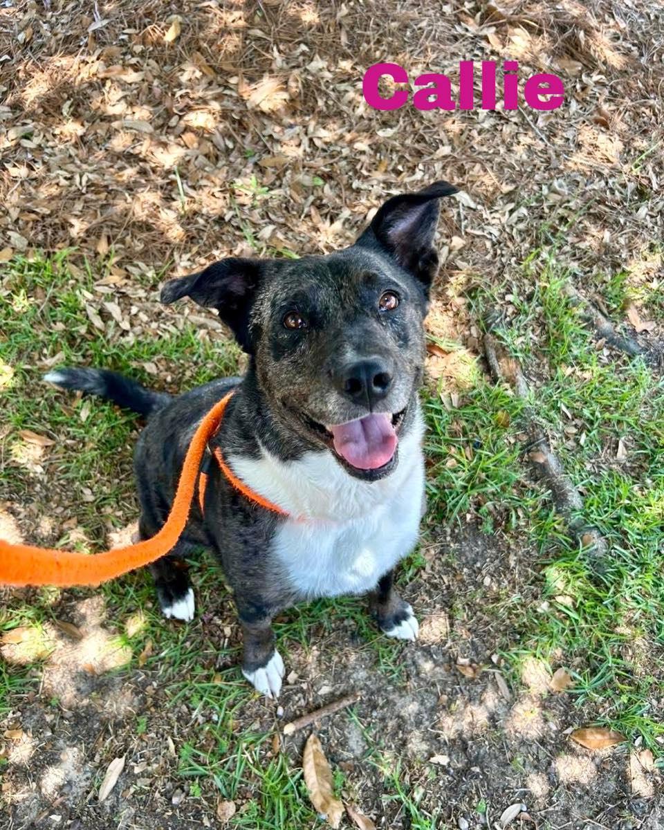 CALLIE, a Adoptable mixed breed in Madisonville, LA image 2/5