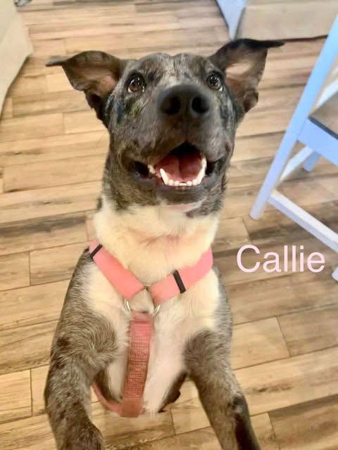 CALLIE, a Adoptable mixed breed in Madisonville, LA image 5/5