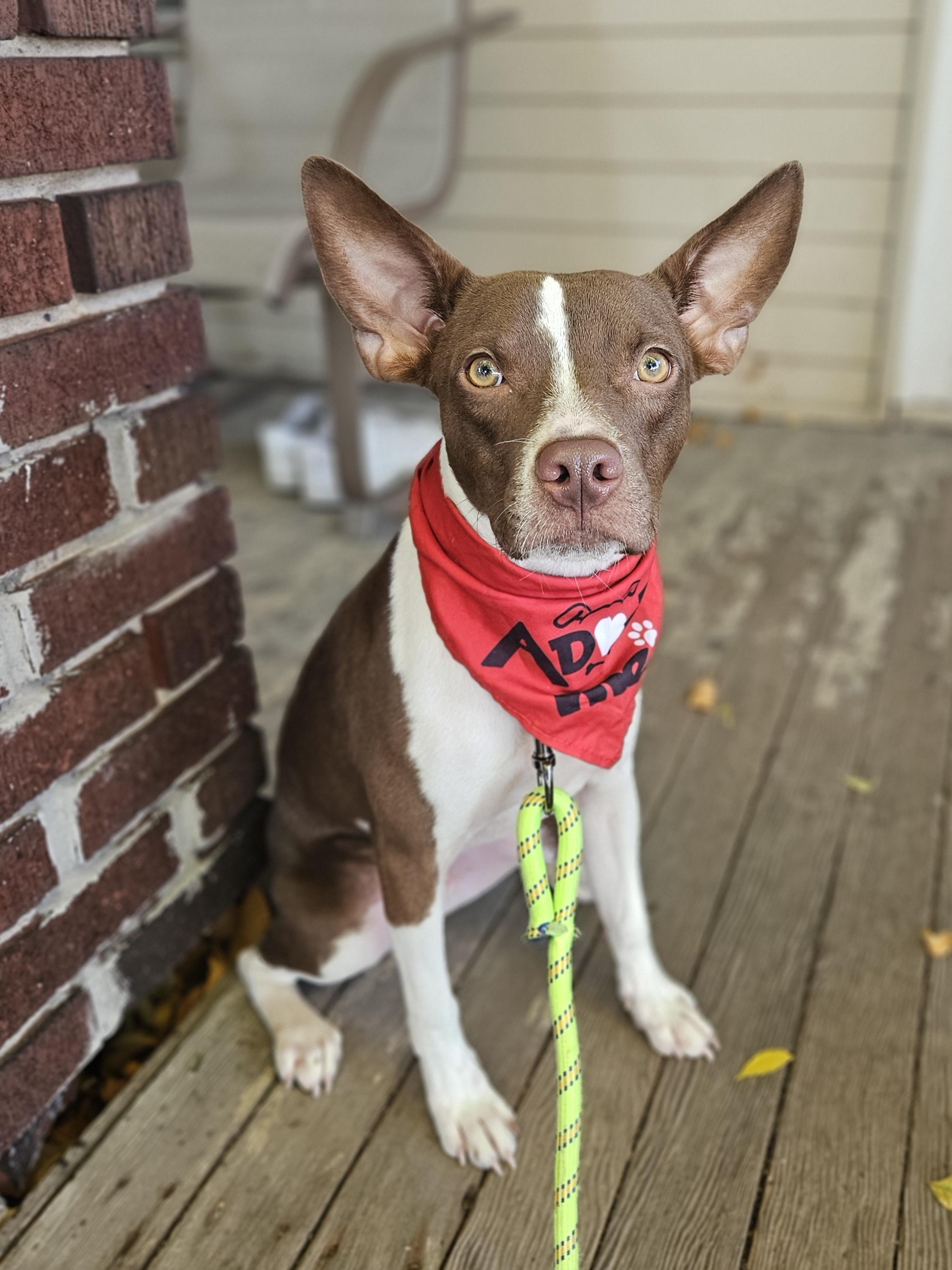 Enlarge MILLER 425, a Adoptable mixed breed in Milwaukee, WI image 3/6
